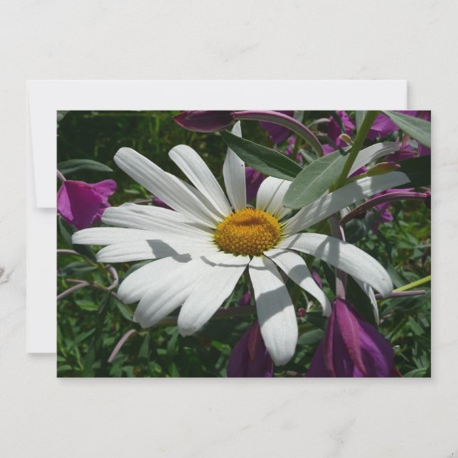 Prästkrage och mjölkört vildblomma kort (Framsida)