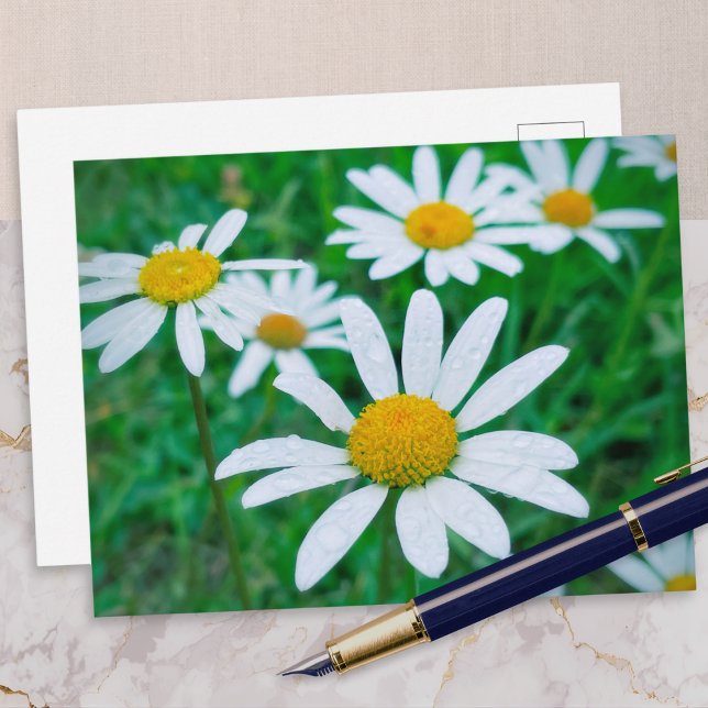 Prästkrageblommor Äng Foto Fotografi Konst Vykort (A postcard with a photo of ox-eye daisies growing in a meadow, with raindrops on their petals)