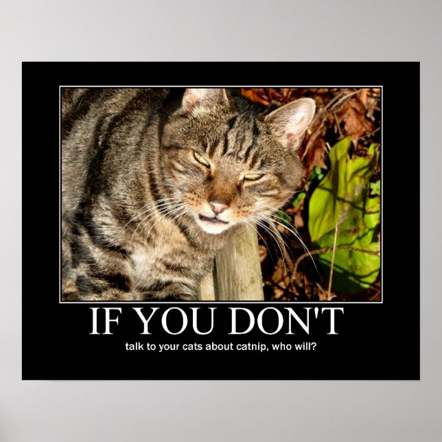 Prata om Catnip-teckning Poster (Framsidan)