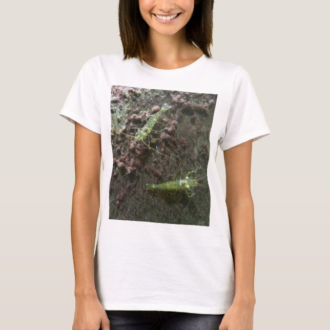Prawns Women's Plus-Storlekt Tanktop Tee (Framsida)