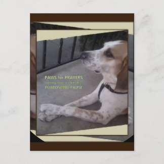 Prayer Hund Tassar vykort