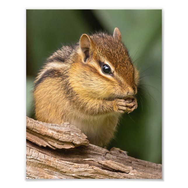 Prayerful Chipmunk Fototryck (Framsidan)