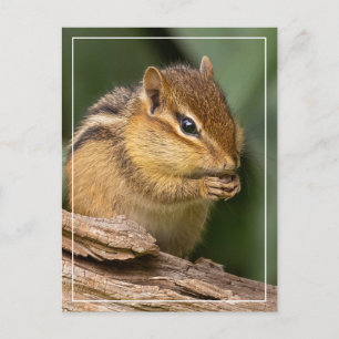 Prayerful Chipmunk Vykort
