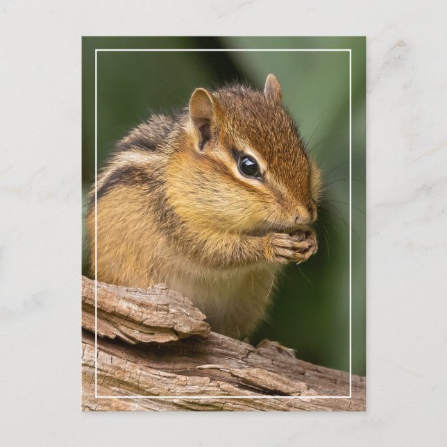 Prayerful Chipmunk Vykort (Framsida)