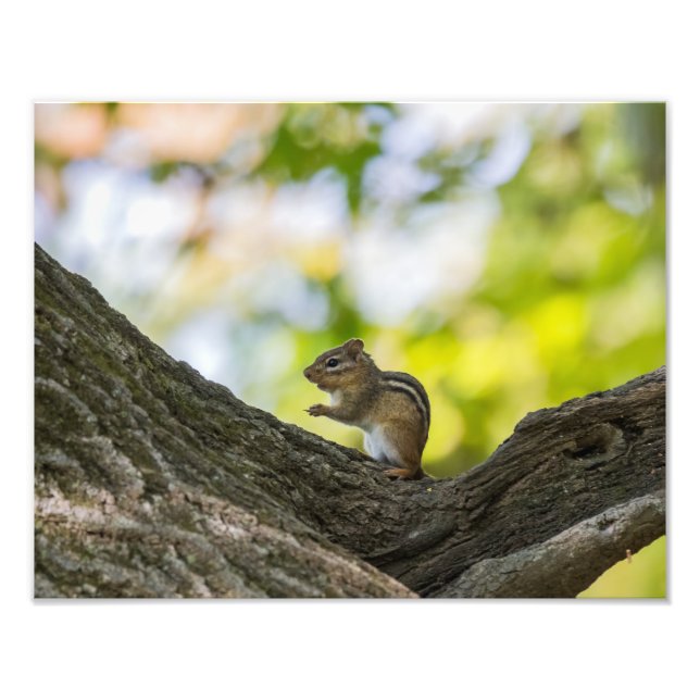 Praying Chipmunk Fototryck (Framsidan)