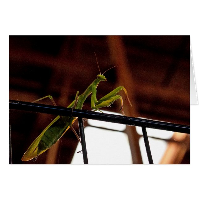 Praying Manits Hälsningskort (Framsidan Horizontal)