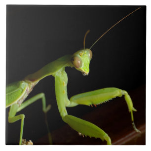 Praying mantid kakelplatta