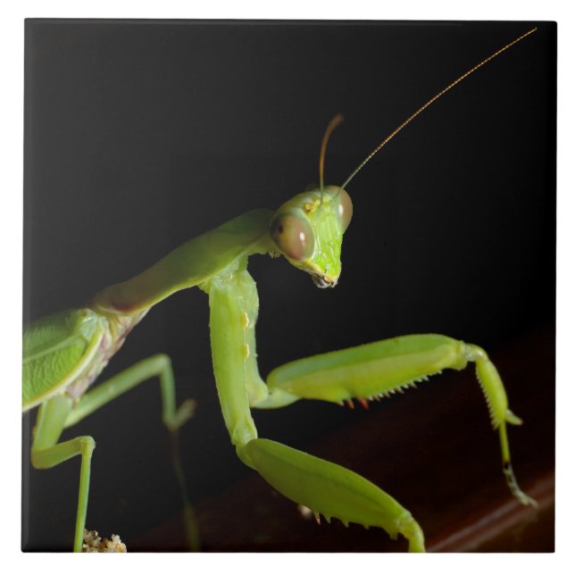 Praying mantid kakelplatta (Framsidan)