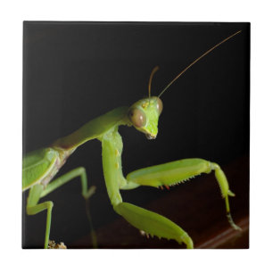 Praying mantid kakelplatta