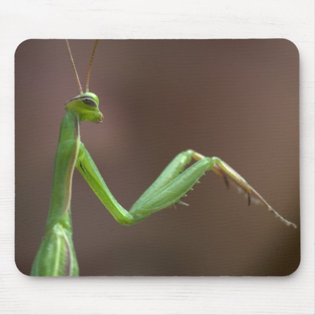 Praying Mantid Musmatta (Framsidan)