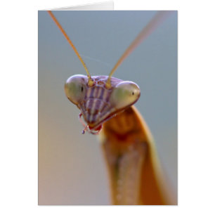 Praying Mantids Hälsningskort