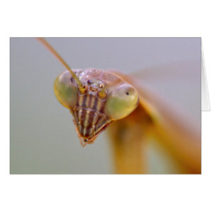 Praying Mantids Hälsningskort