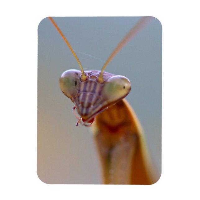 Praying Mantids Magnet (Vertikal)