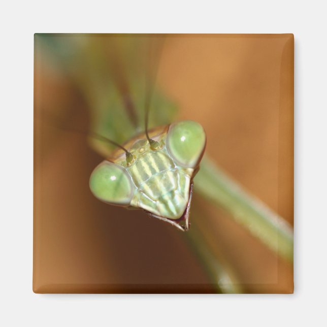 Praying Mantids Magnet (Framsidan)