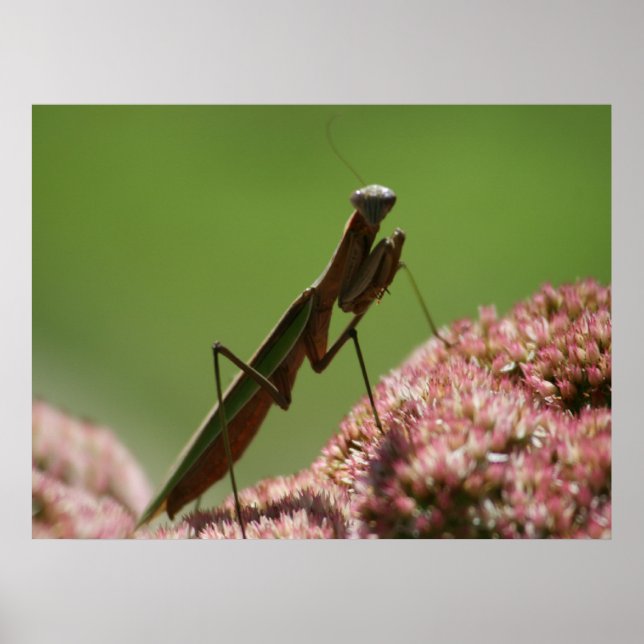 Praying Mantids Poster (Framsidan)