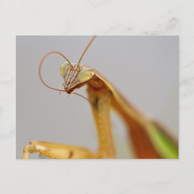 Praying Mantids Vykort (Framsida)