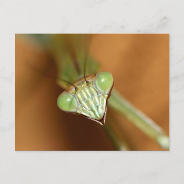 Praying Mantids Vykort (Framsida)