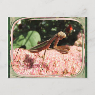 Praying Mantis 64 ~ vycard Vykort