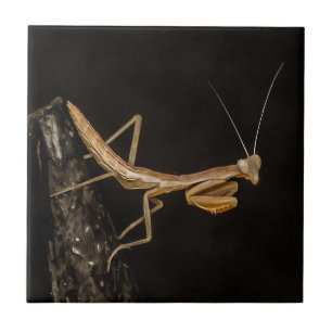 Praying Mantis Cute and Creepy Insekt Art Kakelplatta