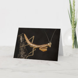 Praying Mantis Cute and Creepy Insekt Art Kort