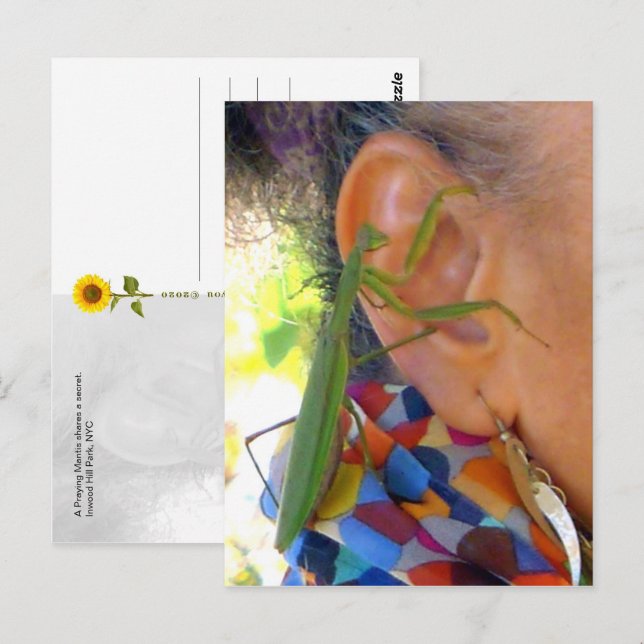 Praying Mantis delar en hemlighet - V-vykort Vykort (Fram/baksida)