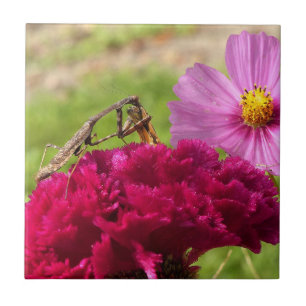 Praying Mantis Dining on a Moth Kakelplatta