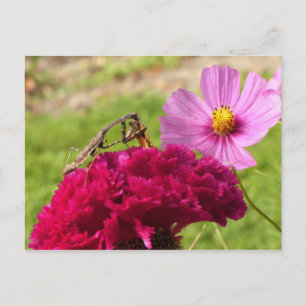 Praying Mantis Dining on a Moth Vykort