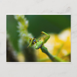 Praying Mantis Eating Ber Vykort