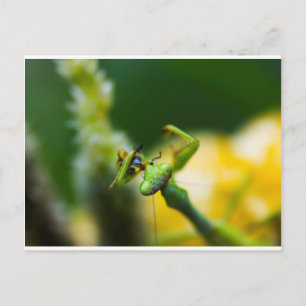 Praying Mantis Eating Ber Vykort