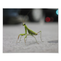 Praying Mantis