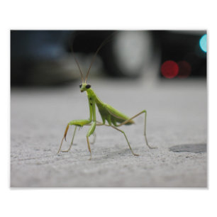 Praying Mantis Fototryck
