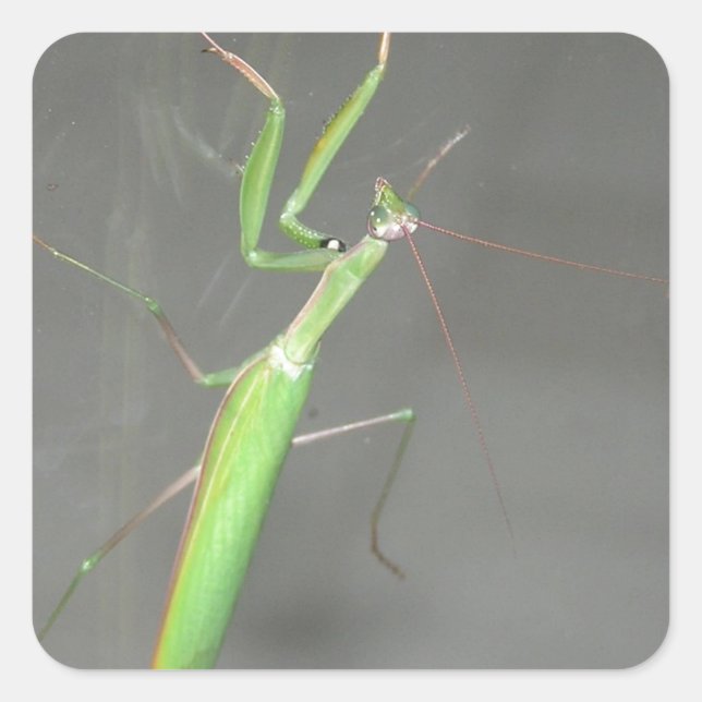 Praying Mantis Fyrkantigt Klistermärke (Framsida)