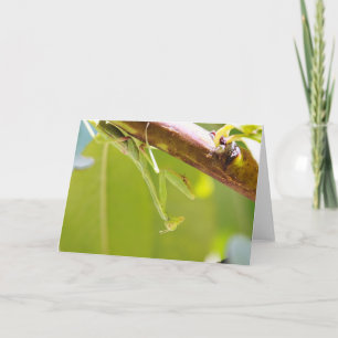 Praying Mantis Greeting Card Kort