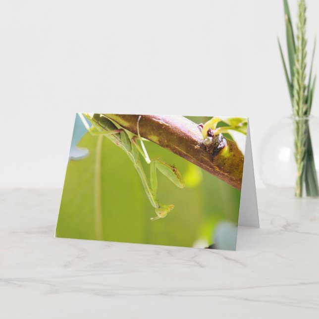 Praying Mantis Greeting Card Kort (Framsida)