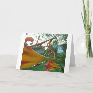 Praying Mantis Greeting Card Kort