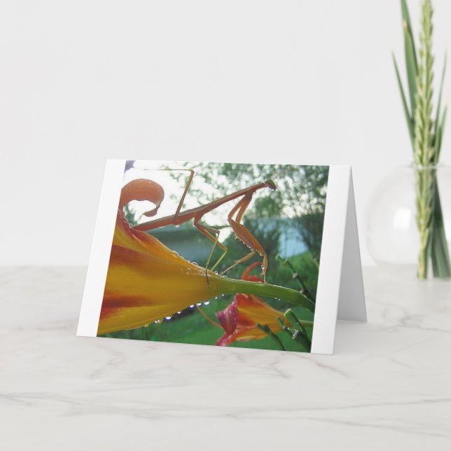 Praying Mantis Greeting Card Kort (Framsida)
