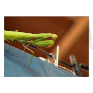 Praying Mantis Hälsningskort
