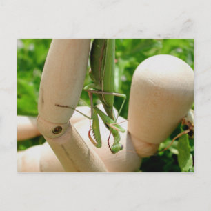 Praying Mantis Hanging Down Vykort