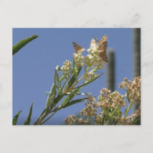 Praying Mantis Hunting Butterflies Vykort