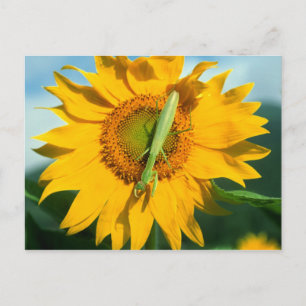 Praying Mantis i en solros Vykort