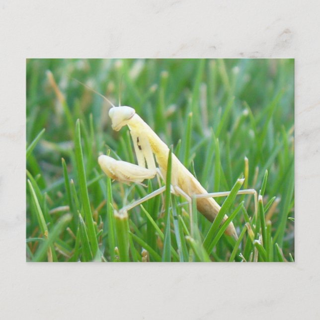Praying Mantis in Grass Postcard Vykort (Framsida)
