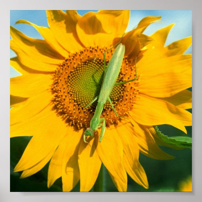 Praying Mantis in Sunblommor Poster (Framsidan)
