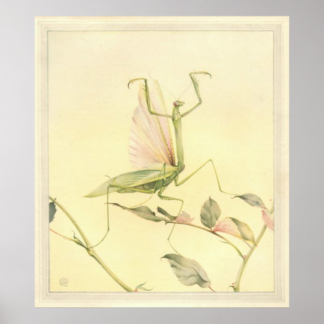 PRAYING MANTIS - Insekt Bok Illustration Poster (Framsidan)