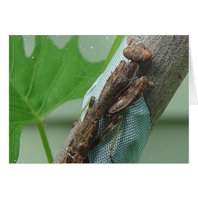 Praying Mantis Insekt Hälsningskort (Framsidan Horizontal)