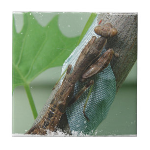 Praying Mantis Insekt Kakelplatta