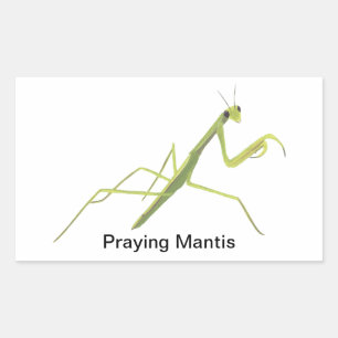 Praying Mantis Insekt Painting Stickers Rektangulärt Klistermärke