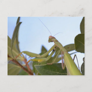 Praying Mantis Insekt Postcard Vykort