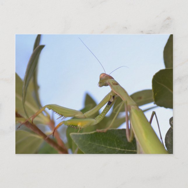 Praying Mantis Insekt Postcard Vykort (Framsida)