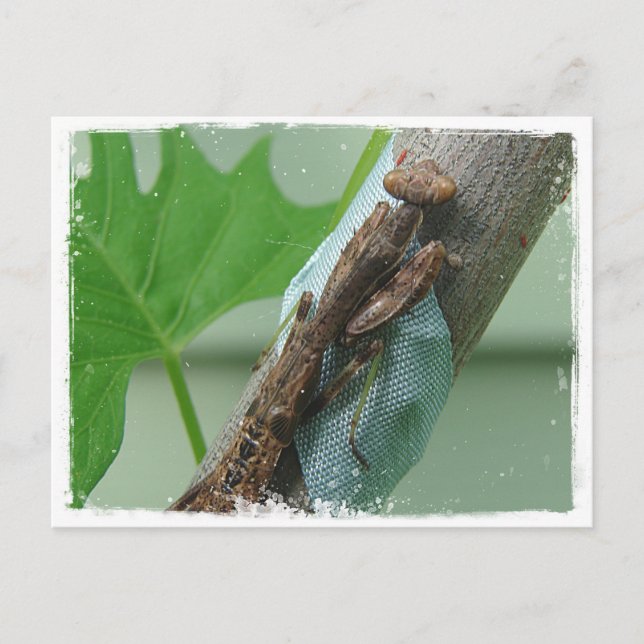 Praying Mantis Insekt Vykort (Framsida)