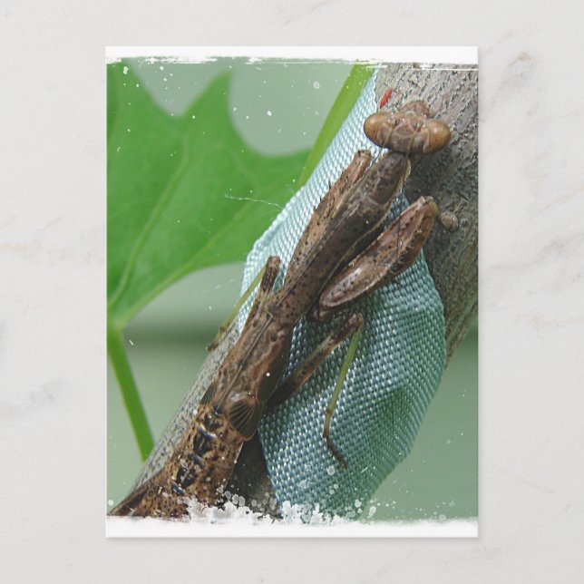 Praying Mantis Insekt Vykort (Framsida)